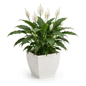 VASO CACHEPO RATTAN MINI QUAD.BRANCO (12PÇS)-INJEPLASTEC