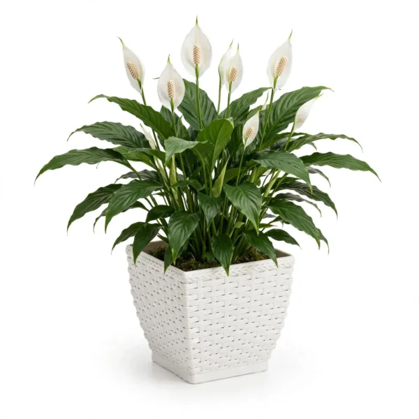 VASO CACHEPO RATTAN MINI QUAD.BRANCO (12PÇS)-INJEPLASTEC