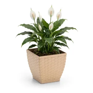VASO CACHEPO RATTAN MINI QUAD.PALHA (12PÇS)-INJEPLASTEC