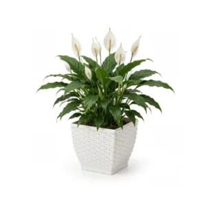 VASO CACHEPO RATTAN MINI QUAD.BRANCO (12PÇS)-INJEPLASTEC