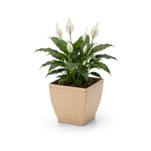 VASO CACHEPO RATTAN MINI QUAD.PALHA (12PÇS)-INJEPLASTEC