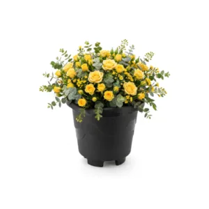 VASO REDONDO PEQUENO PRETO 2,0LTS (12PÇS)-INJEPLASTEC