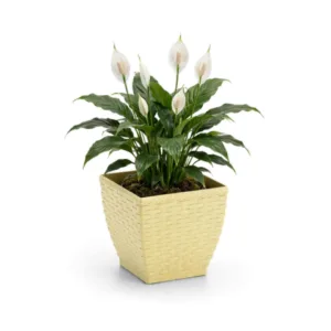 VASO CACHEPO RATTAN MINI QUAD.COLOR (12PÇS)-INJEPLASTEC